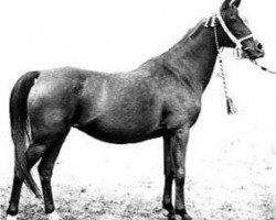 broodmare Dziwa 1922 ox (Arabian thoroughbred, 1922, from Abu Mlech 1902 ox)