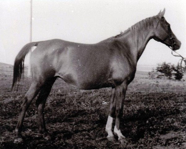 Zuchtstute Kanitel 1946 ox (Vollblutaraber, 1946, von Korej 1939 ox)