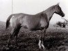 broodmare Kanitel 1946 ox (Arabian thoroughbred, 1946, from Korej 1939 ox)