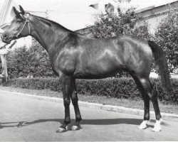 Zuchtstute Ptashka 1953 ox (Vollblutaraber, 1953, von Priboj 1944 ox)