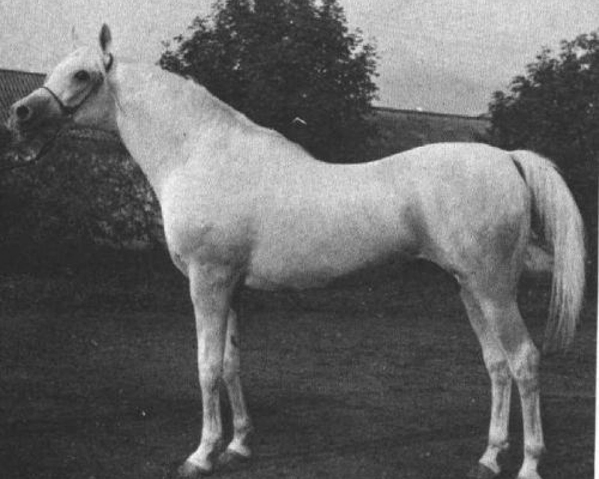 stallion Aswan 1958 EAO (Arabian purebred, 1958, from Nazeer 1934 RAS)