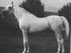 stallion Aswan 1958 EAO (Arabian thoroughbred, 1958, from Nazeer 1934 RAS)