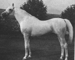 stallion Aswan 1958 EAO (Arabian thoroughbred, 1958, from Nazeer 1934 RAS)