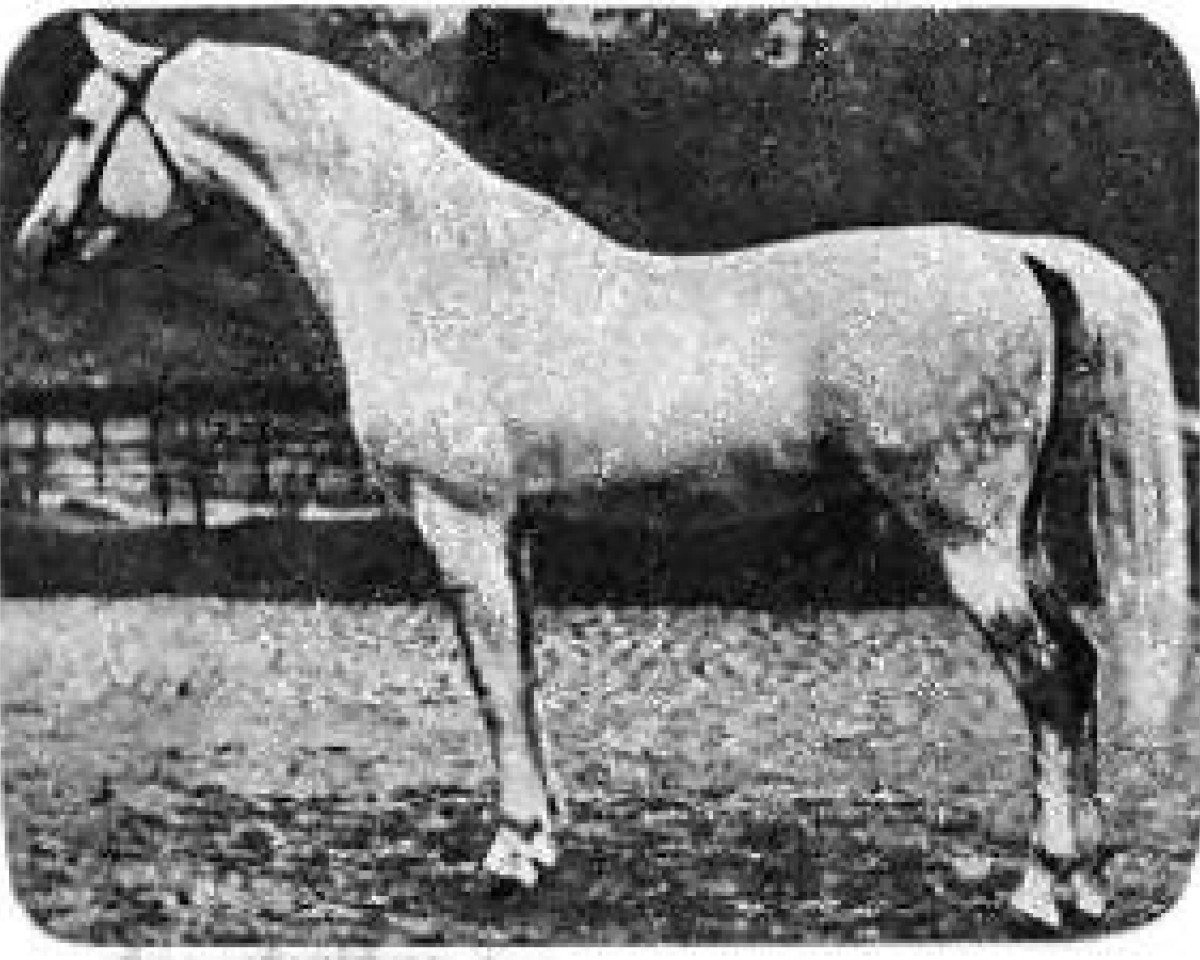 stallion Amurath Sahib 1932 ox (Arabian purebred, 1932, from Amurath II ox)