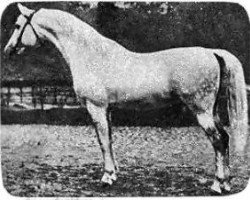 stallion Amurath Sahib 1932 ox (Arabian thoroughbred, 1932, from Amurath II ox)