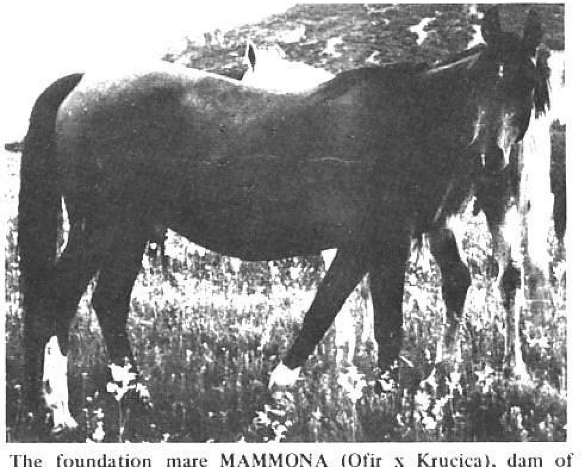 Zuchtstute Mammona 1939 ox (Vollblutaraber, 1939, von Ofir 1933 ox)