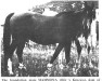 Zuchtstute Mammona 1939 ox (Vollblutaraber, 1939, von Ofir 1933 ox)