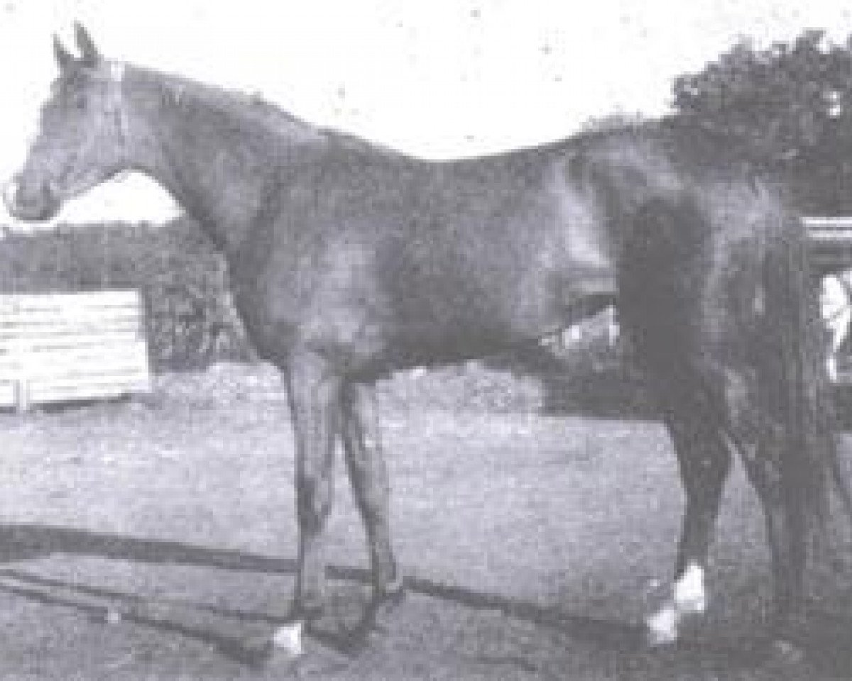 broodmare Metropolia 1957 ox (Arabian purebred, 1957, from Priboj 1944 ox)