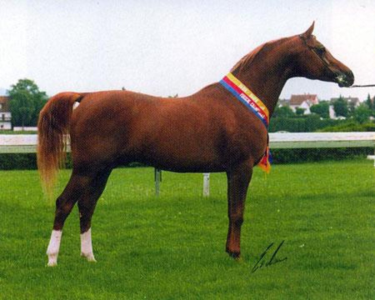 stallion Balaton 1982 ox (Arabian purebred, 1982, from Menes 1977 ox)