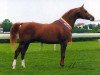 stallion Balaton 1982 ox (Arabian thoroughbred, 1982, from Menes 1977 ox)