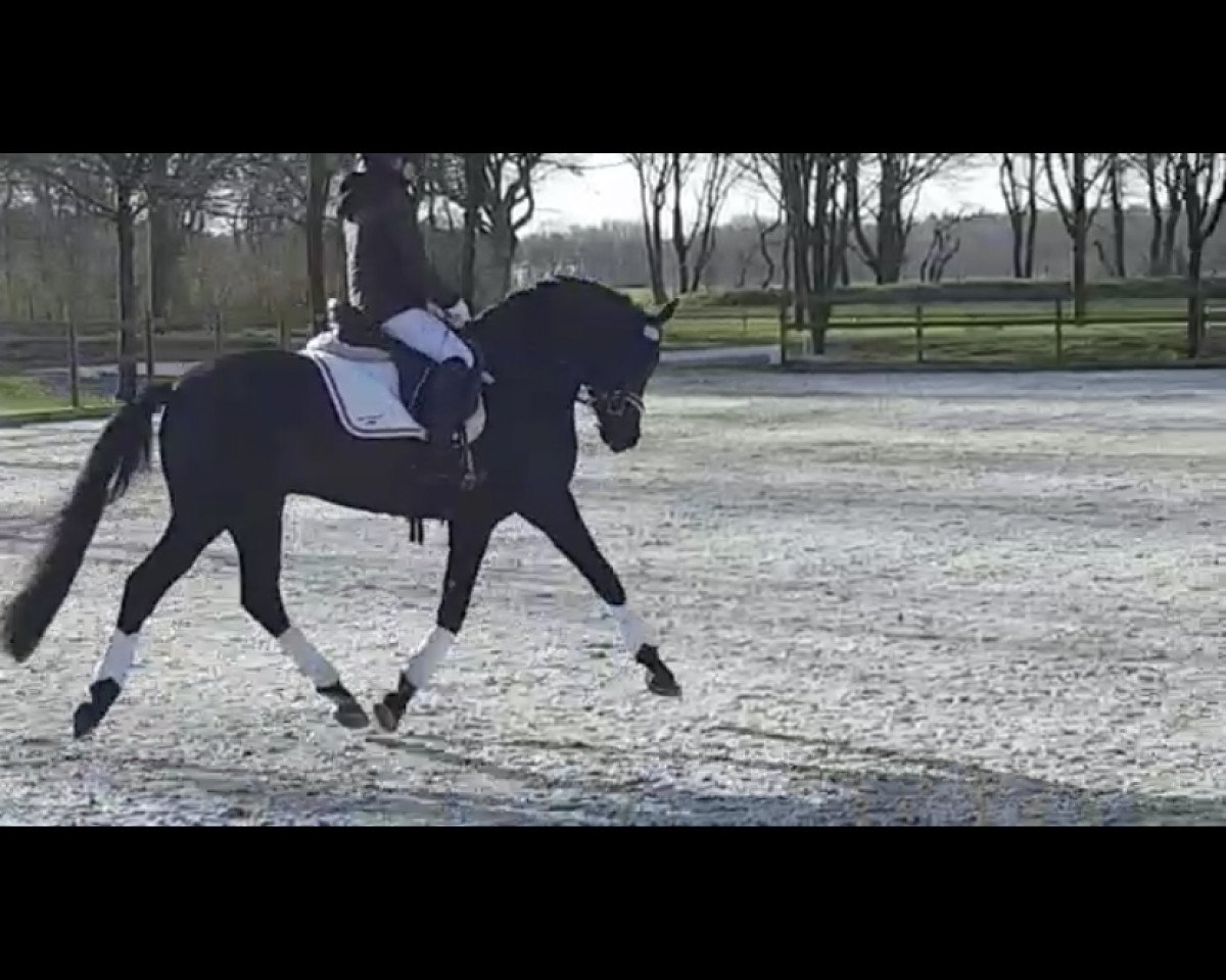 stallion Darjeeling 17 (German Riding Pony, 2018, from Dance Star AT NRW)