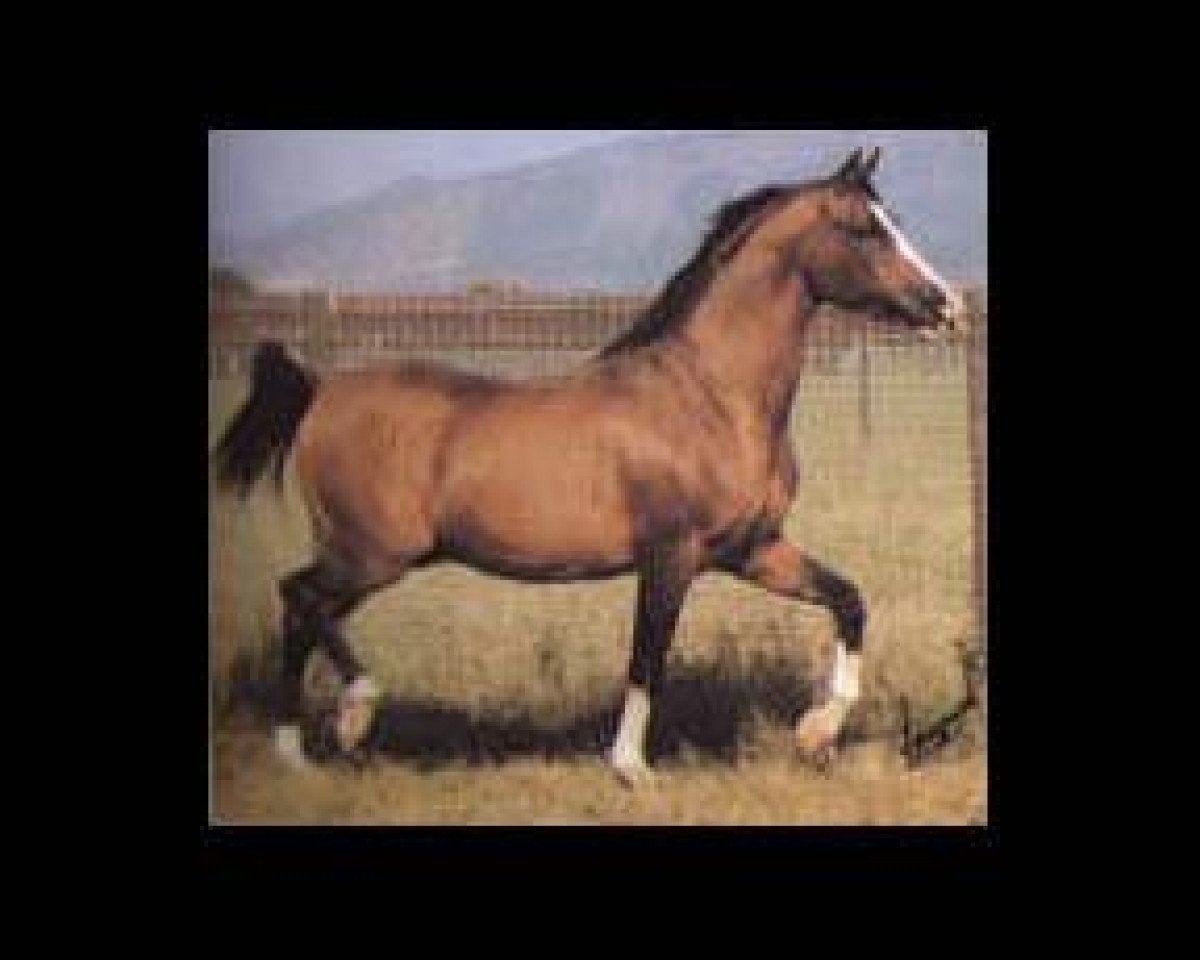 stallion Grojec ox (Arabian purebred, 1960, from Comet 1953 ox)