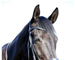 dressage horse Lyra 80 (Westphalian, 2006, from Laudabilis)