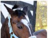 dressage horse Little Missy (New Forest Pony, 2002)