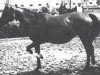 broodmare Karta 1962 ox (Arabian thoroughbred, 1962, from Arax 1952 ox)