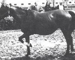 broodmare Karta 1962 ox (Arabian thoroughbred, 1962, from Arax 1952 ox)