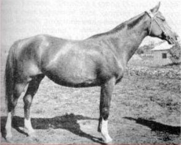 broodmare Malpia 1958 ox (Arabian thoroughbred, 1958, from Priboj 1944 ox)