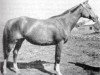 broodmare Malpia 1958 ox (Arabian thoroughbred, 1958, from Priboj 1944 ox)