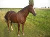Deckhengst Downland Merlyn (Welsh Pony (Sek.B), 1988, von Downland Chevalier)
