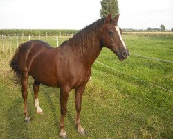 Deckhengst Downland Merlyn (Welsh Pony (Sek.B), 1988, von Downland Chevalier)