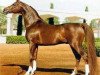 stallion Muscat 1971 ox (Arabian thoroughbred, 1971, from Salon 1959 ox)