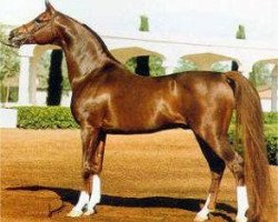 stallion Muscat 1971 ox (Arabian thoroughbred, 1971, from Salon 1959 ox)