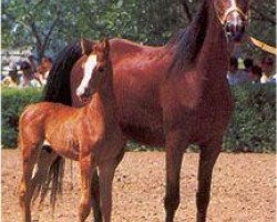 broodmare Kosmetika 1976 ox (Arabian thoroughbred, 1976, from Muscat 1971 ox)