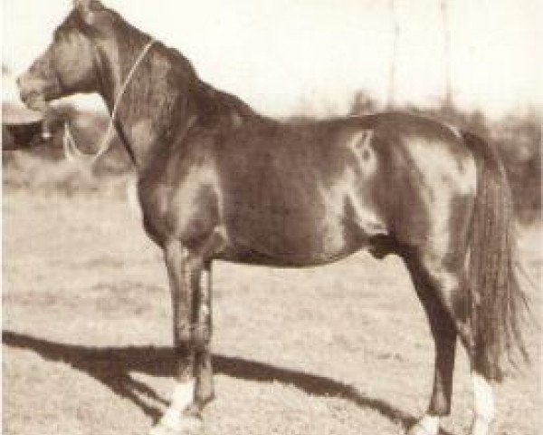 stallion Wind 1938 ox (Arabian thoroughbred, 1938, from Ofir 1933 ox)