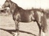stallion Wind 1938 ox (Arabian thoroughbred, 1938, from Ofir 1933 ox)