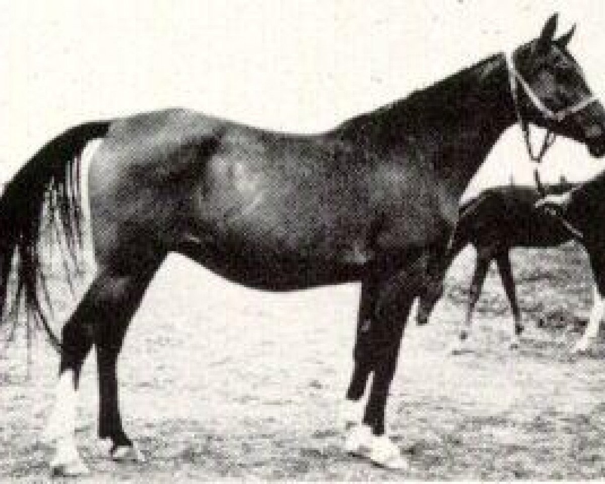 Zuchtstute Nomenklatura 1943 ox (Vollblutaraber, 1943, von Naseem 1922 ox)
