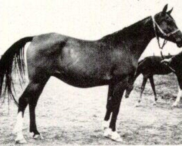 broodmare Nomenklatura 1943 ox (Arabian thoroughbred, 1943, from Naseem 1922 ox)