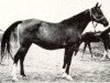 broodmare Nomenklatura 1943 ox (Arabian thoroughbred, 1943, from Naseem 1922 ox)