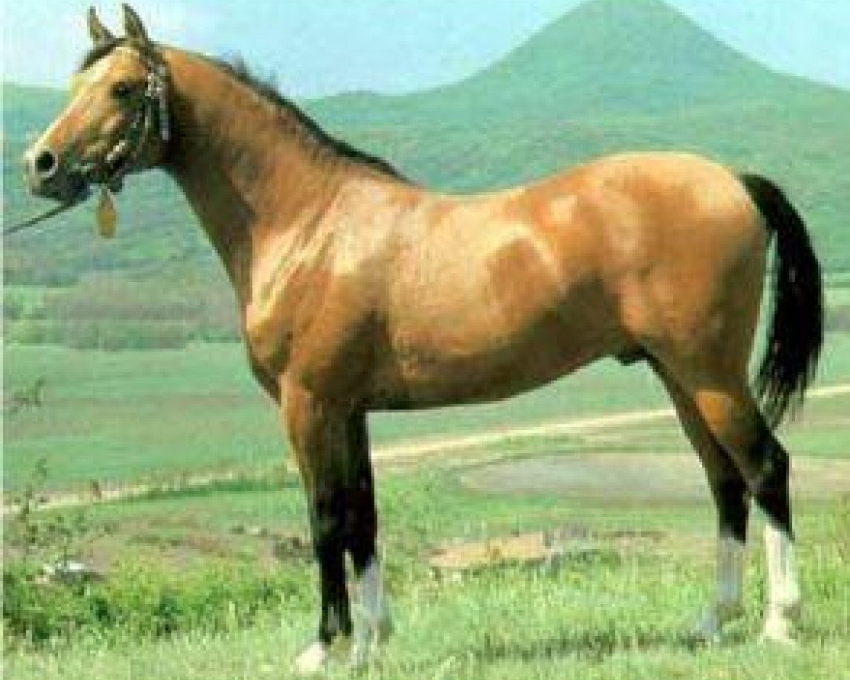 stallion Nabeg 1966 ox (Arabian purebred, 1966, from Arax 1952 ox)