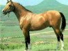 stallion Nabeg 1966 ox (Arabian thoroughbred, 1966, from Arax 1952 ox)