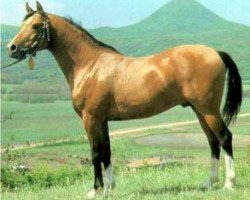 stallion Nabeg 1966 ox (Arabian thoroughbred, 1966, from Arax 1952 ox)