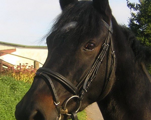 dressage horse Pia Guita (Oldenburg, 1997, from Pik Kaiser)