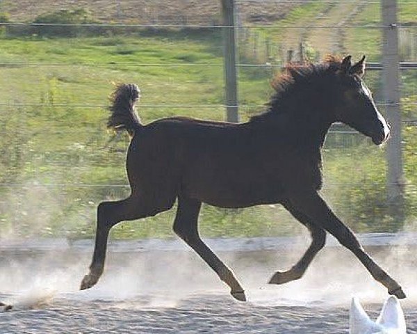 stallion Napoli von Kreuzenstein (Austrian Reitpony, 2011, from Nemax)