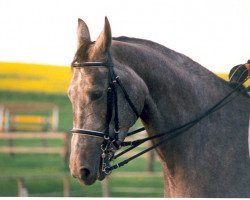 horse Ripley (Westfale, 1992, from Rosenduft)