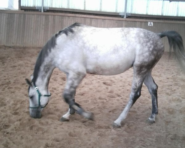 jumper Ma Jolie 14 (German Sport Horse, 2005, from Magic Boy)