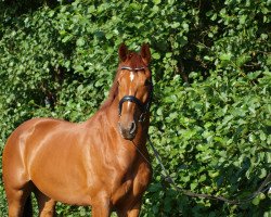 dressage horse Lenox 24 (Westphalian, 2004, from Leonetti)