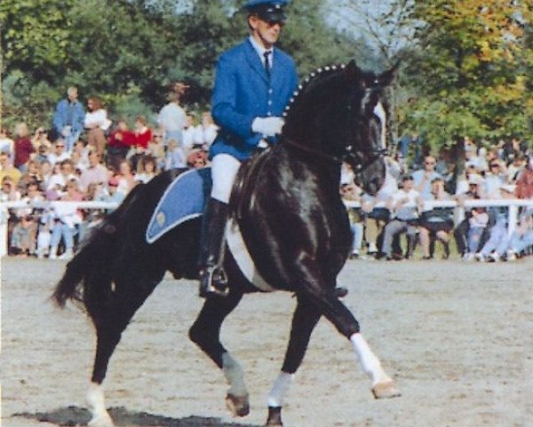 stallion Rehberg (Bavarian, 1983, from Remis)