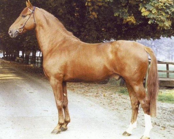 stallion Admirand (Hanoverian, 1974, from Admiral I)