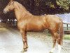 stallion Admirand (Hanoverian, 1974, from Admiral I)