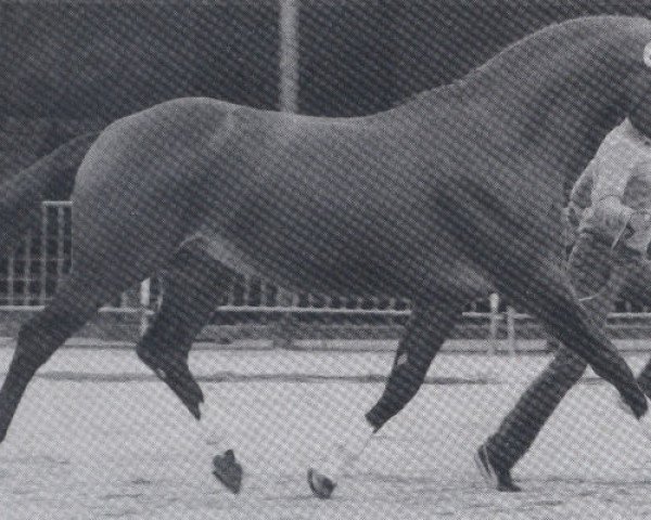 stallion Thannhaeuser (Oldenburg, 1978, from Tiro)