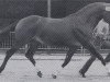 stallion Thannhaeuser (Oldenburg, 1978, from Tiro)