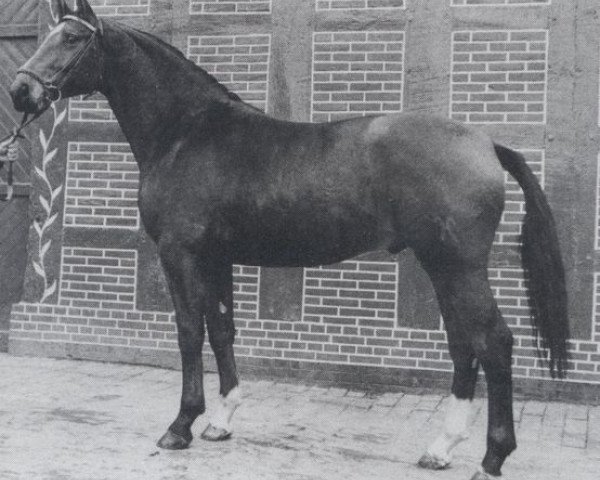 stallion Admirano (Hanoverian, 1974, from Admiral I)