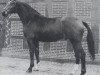 stallion Admirano (Hanoverian, 1974, from Admiral I)