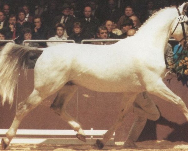 stallion Grossglockner (Hanoverian, 1977, from Goldpilz)