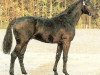 stallion Lavado (Holsteiner, 1987, from Landgraf I)