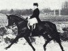 stallion Velten-Sohn (Hanoverian, 1964, from Velten xx 4248)